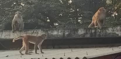 Elderly Woman Injured in Monkey Attack in Runakta