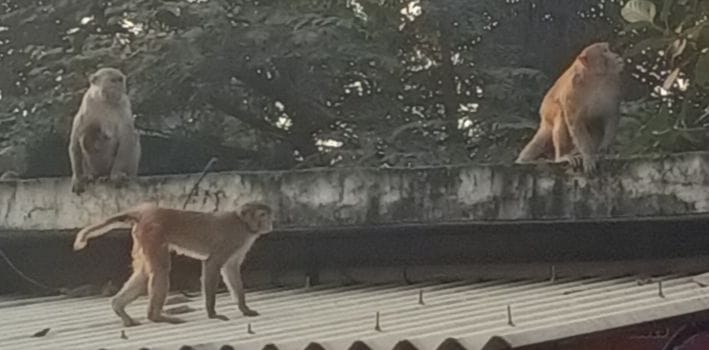 Siddharthnagar News: Monkey terror increases people's problems