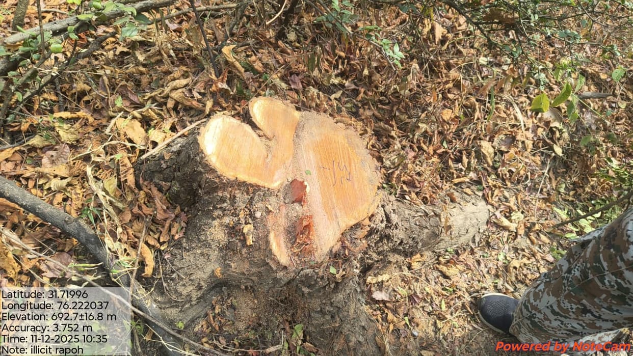 Three Khair trees were illegally felled, causing damage worth Rs 2.85 lakh to government property.