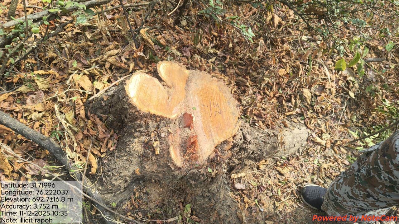 रपोह वन में में काटे गए खैर के पेड़।स्रोत :वन विभाग।