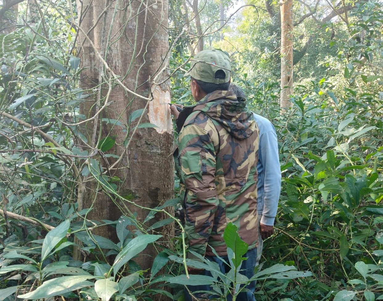 Efforts intensified regarding the identification of the tiger