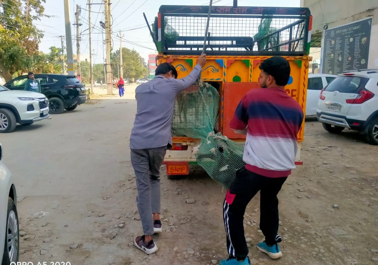 The district will be freed from stray animals and stray dogs.