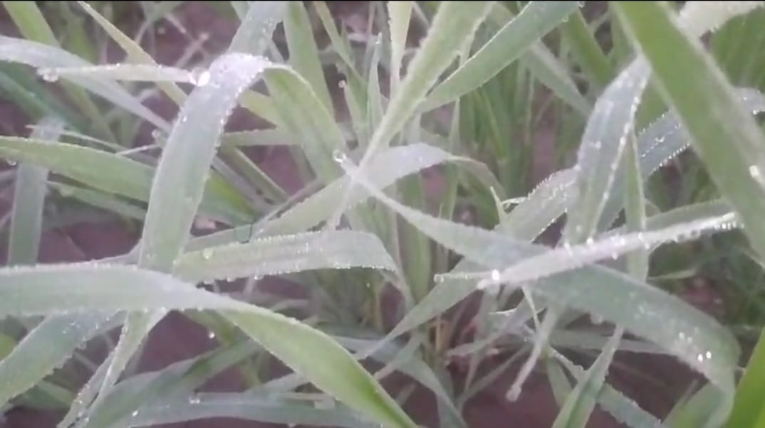 Rajasthan Weather: Western Disturbance Weakens Cold Winds in Rajasthan, Temperature Rises