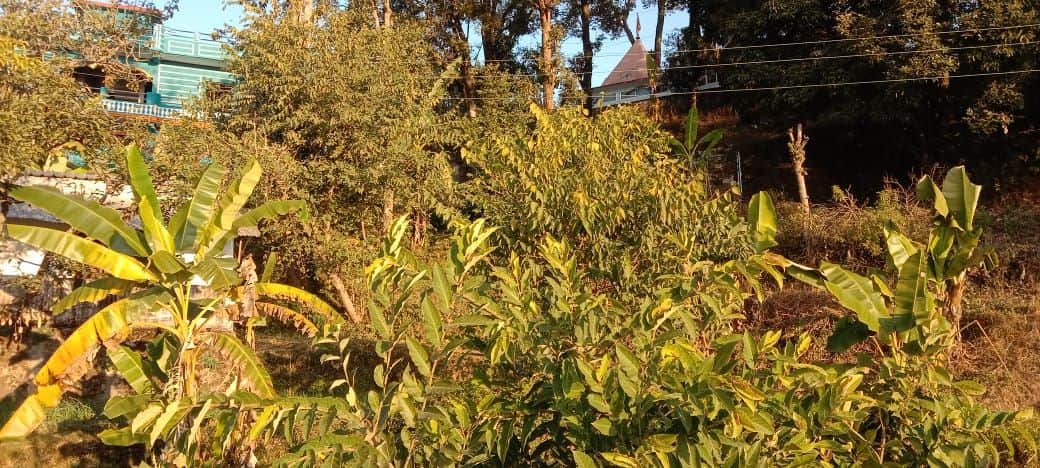 अस्कोट के खोलिया गांव में भीमल के पेड़ों के बीच से गुजरती विद्युत लाइन। संवाद