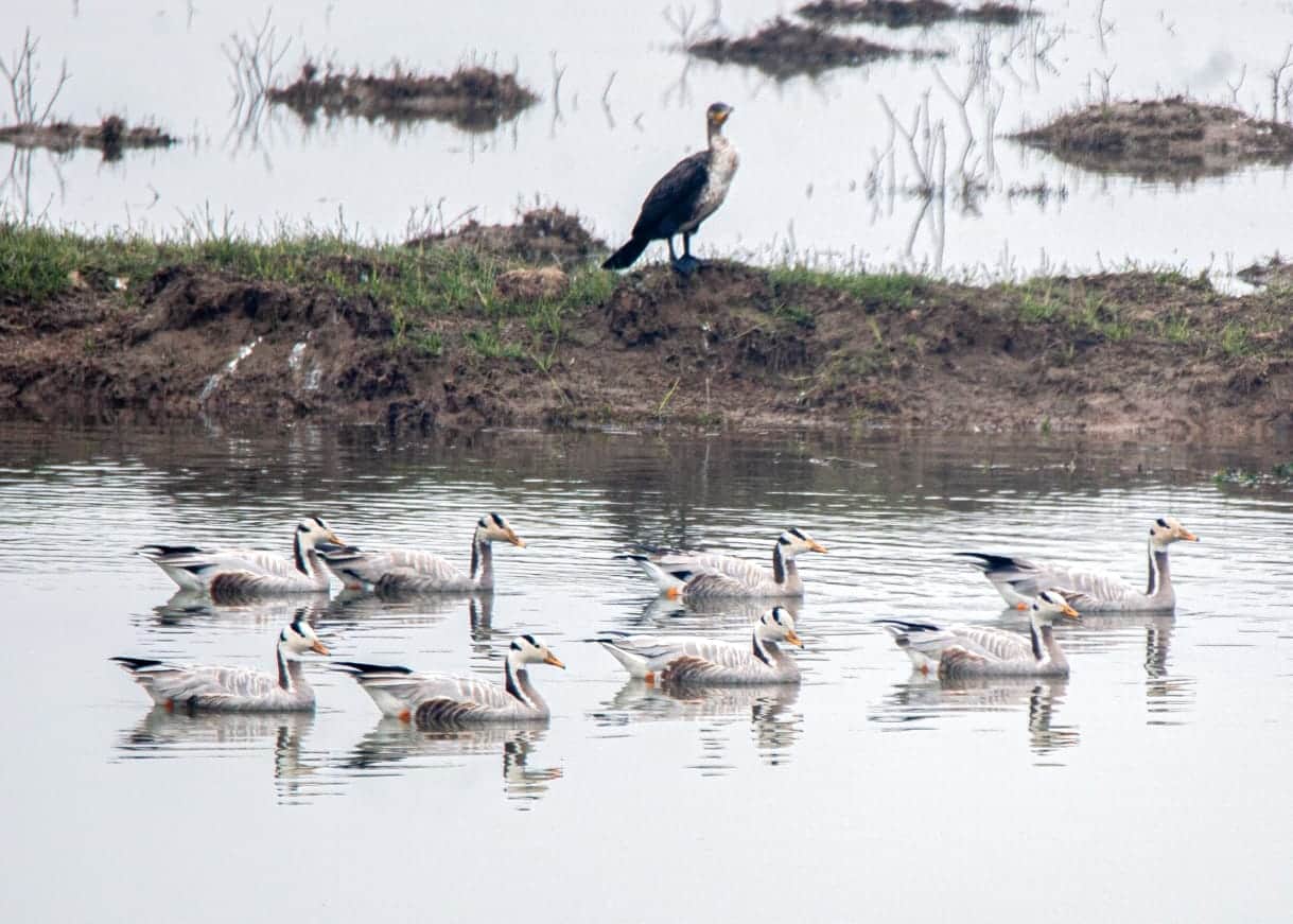 बिजनौर के पीली डैम पर पहुंचे प्रवासी पक्षी