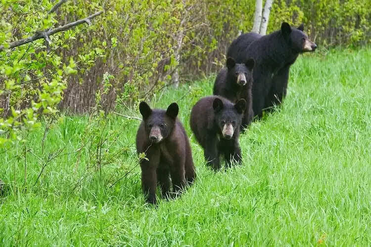 Chandraprabha Sanctuary saw an increase of 35 bears in three years.