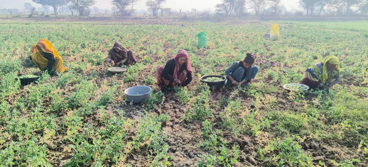 फोटो - 08 खेत में हरी मटर तोड़ते मजदूर। संवाद