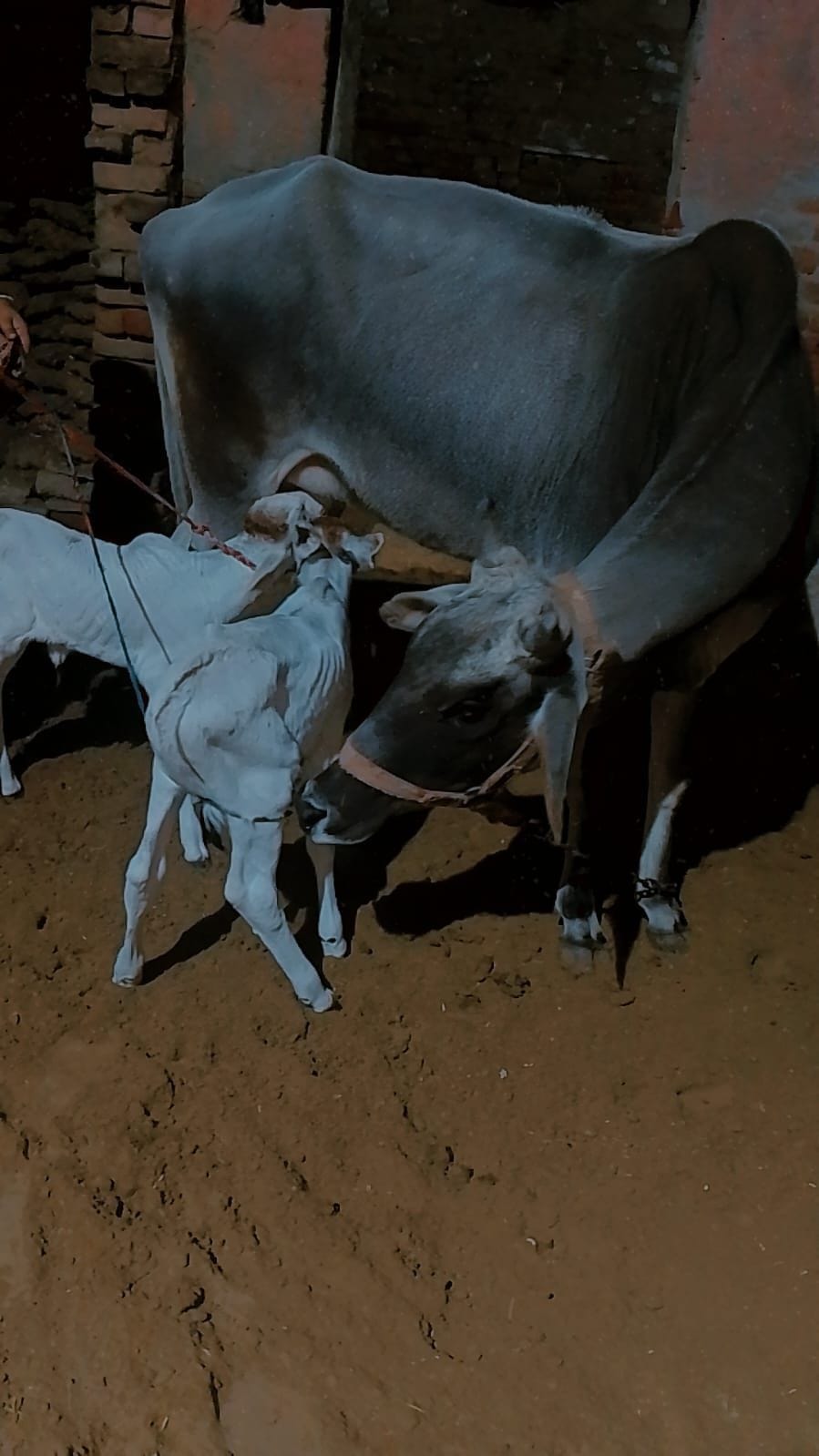In Rata Kala, a cow gave birth to a male and a female calf.