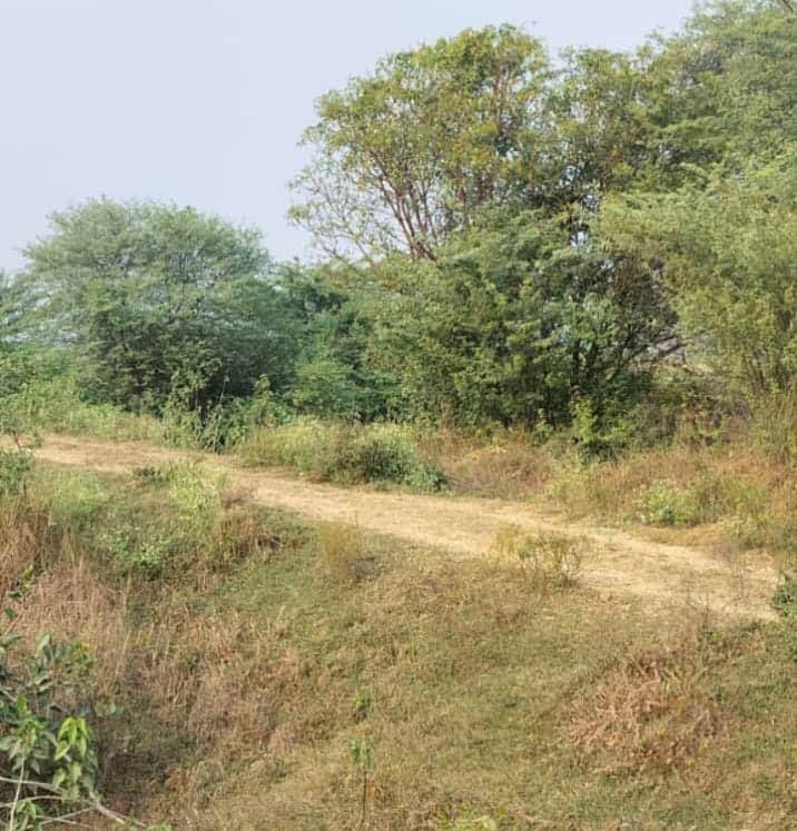 फोटो - 28 पतरिया से गुमावली की कच्ची सड़क। संवाद