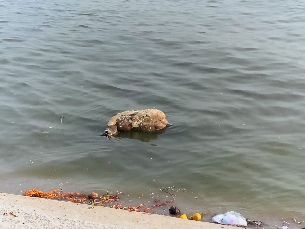 Dead animals found in the Ganga at Bundi Parkota and Gola Ghat
