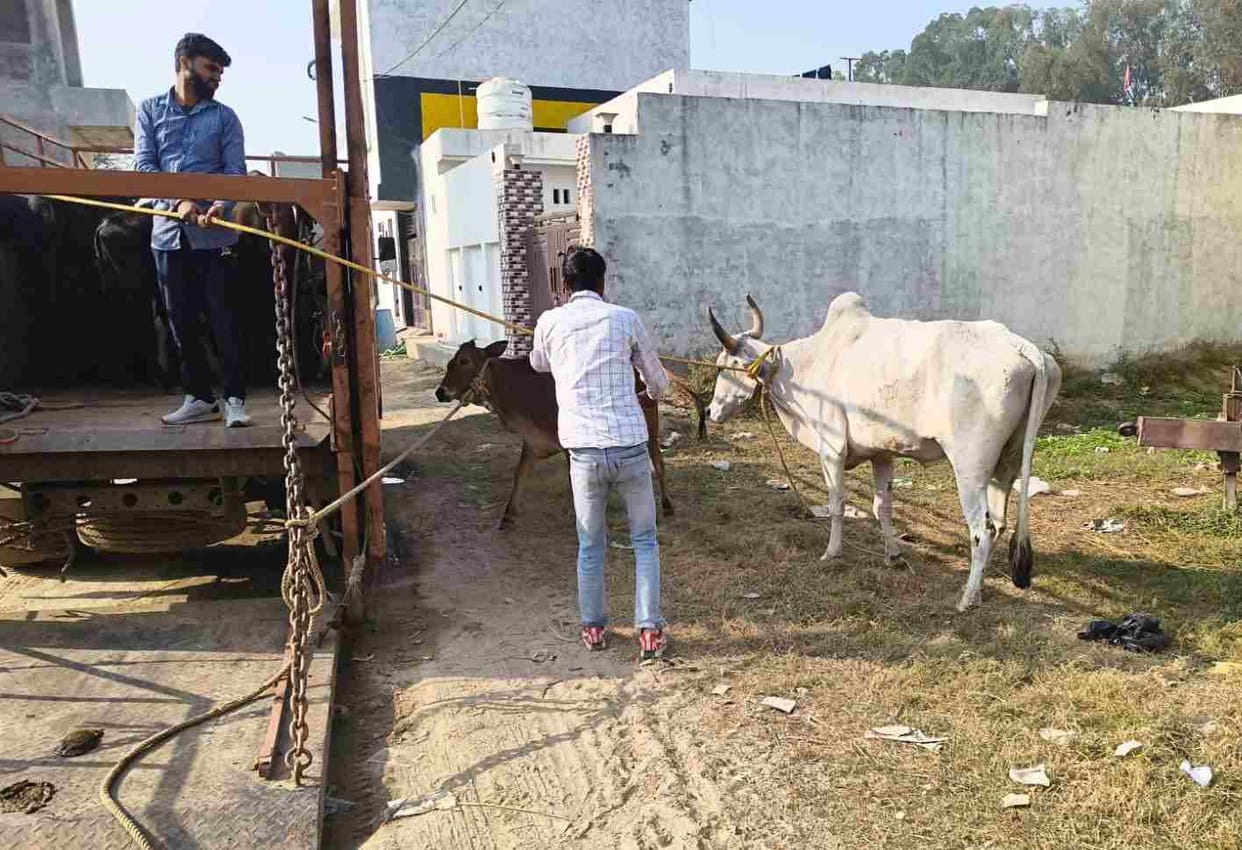 The municipal corporation caught 22 stray animals and sent them to a cow sanctuary.