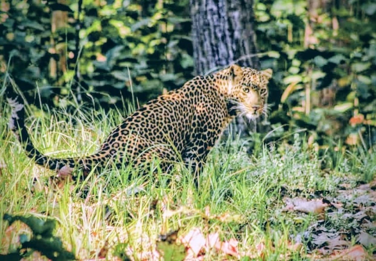 Leopard seen in Sal forest