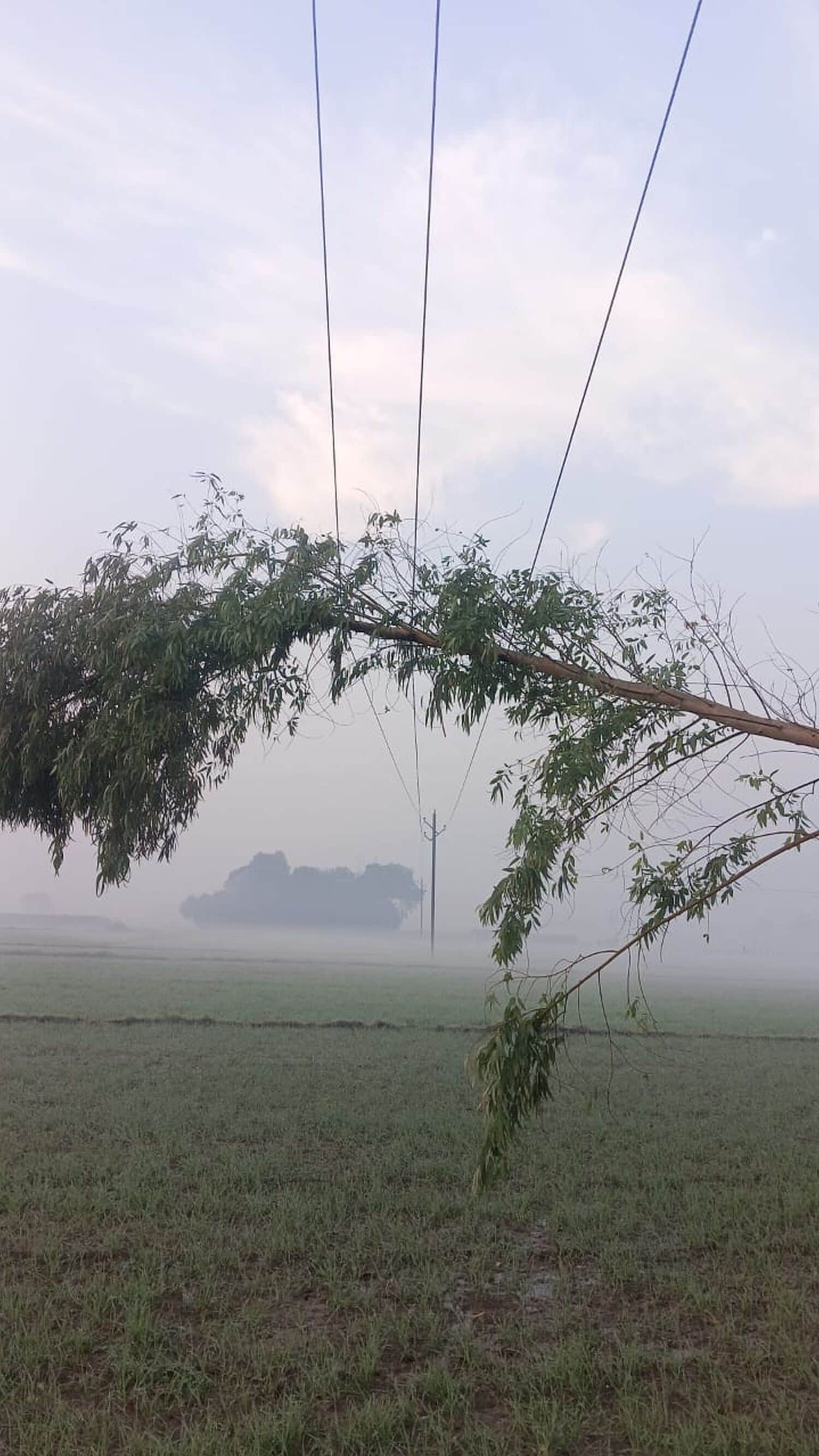 कादीपुर के खोजापुर गांव में तार पर गिरा पेड़।