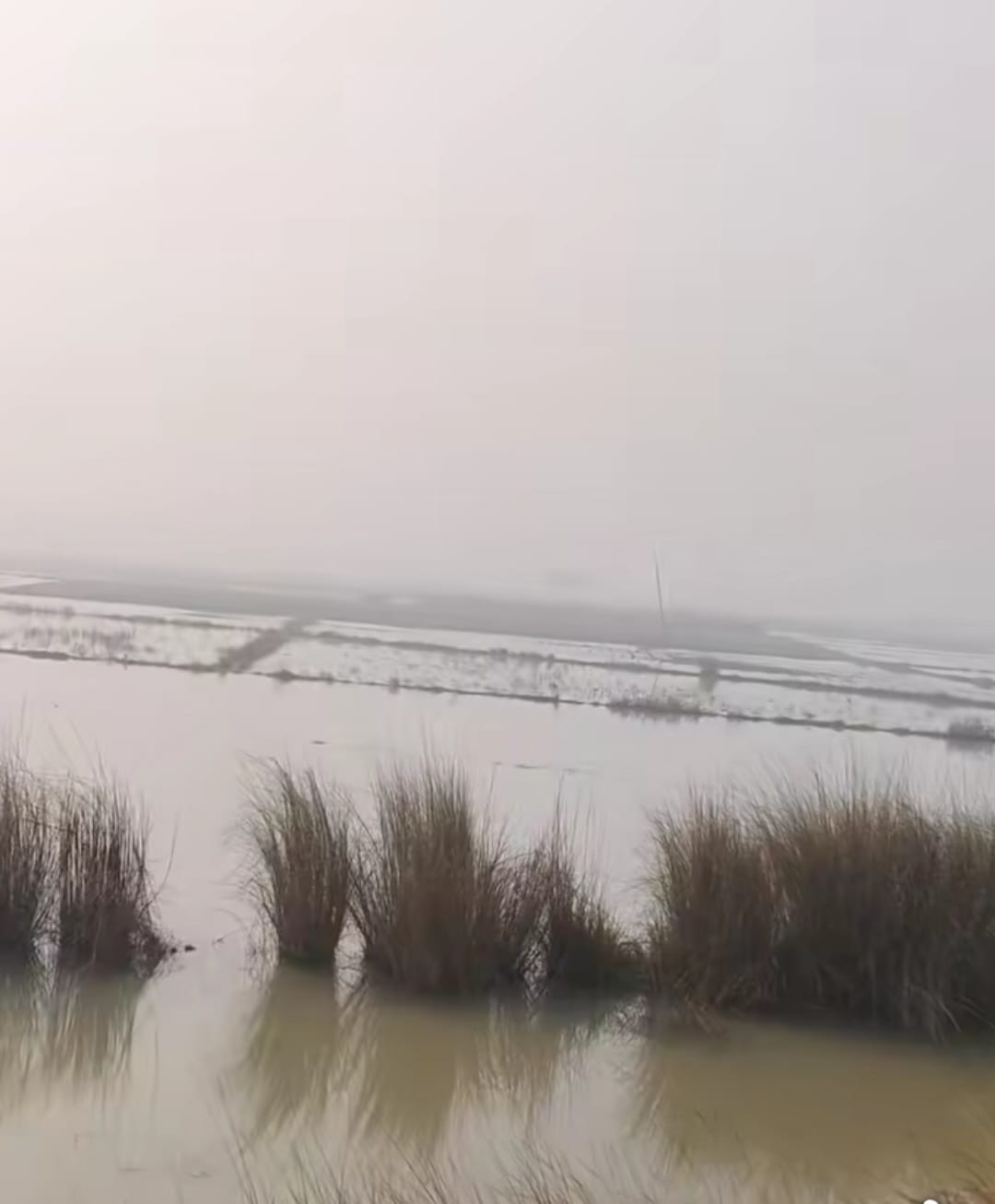 50 bigha wheat crop submerged due to canal breach