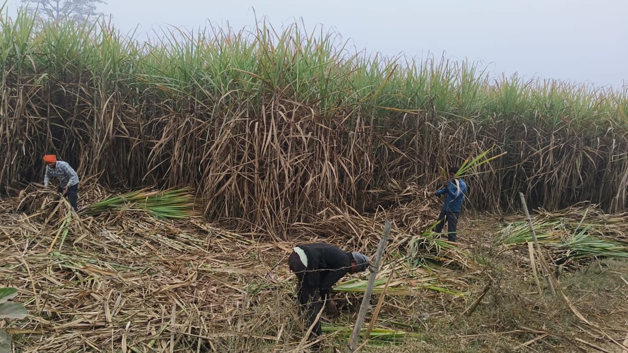Fog, sugarcane and tigers... the Forest Department faces a tough test in the Terai region.