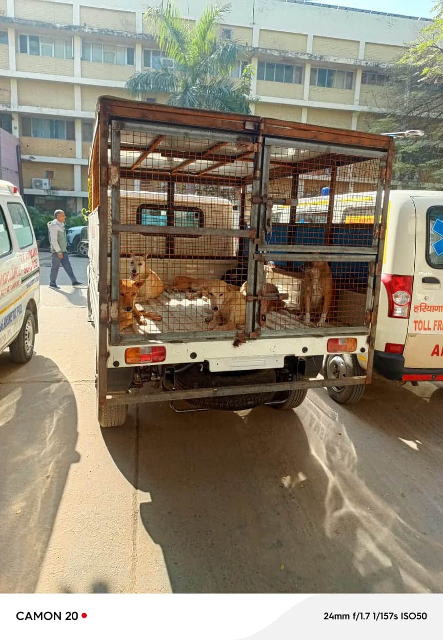 नागरिक अस्पताल में पकड़े गए लावारिस कुत्ते। संवाद