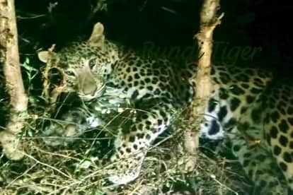Poachers are active in Ramgarh, a tiger habitat; a panther is trapped near Bhimlat.