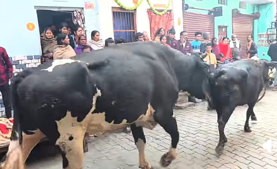 The menace of stray animals...people are changing their routes after seeing them on the roads.