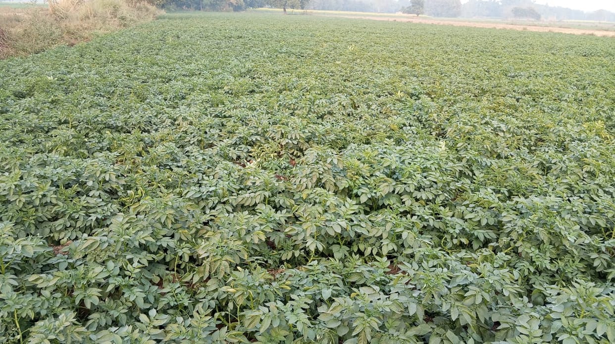Fog and frost threaten potato crop