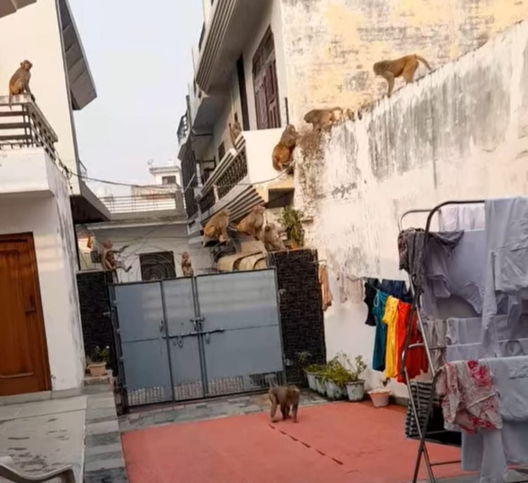 Monkey terror increases, causing inconvenience to people