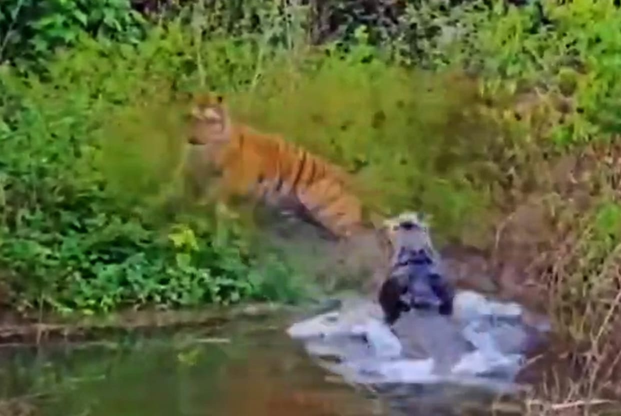 The crocodile forced the tiger to retreat.