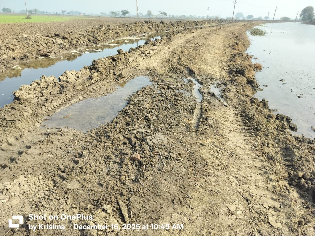 The canal overflowed, flooding 120 bighas of farmland.