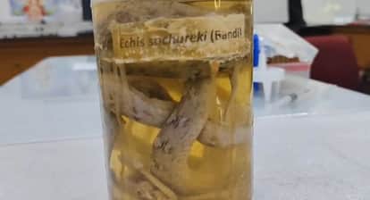 New Anti-Venom from Camel Blood to Neutralize Snake Venom