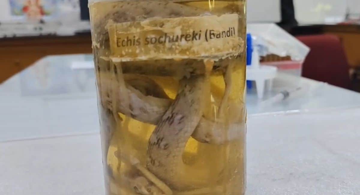 New Anti-Venom from Camel Blood to Neutralize Snake Venom