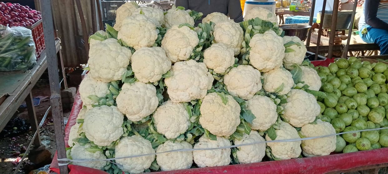 Increased local supply of cabbage, with 50 quintals consumed daily in the market.