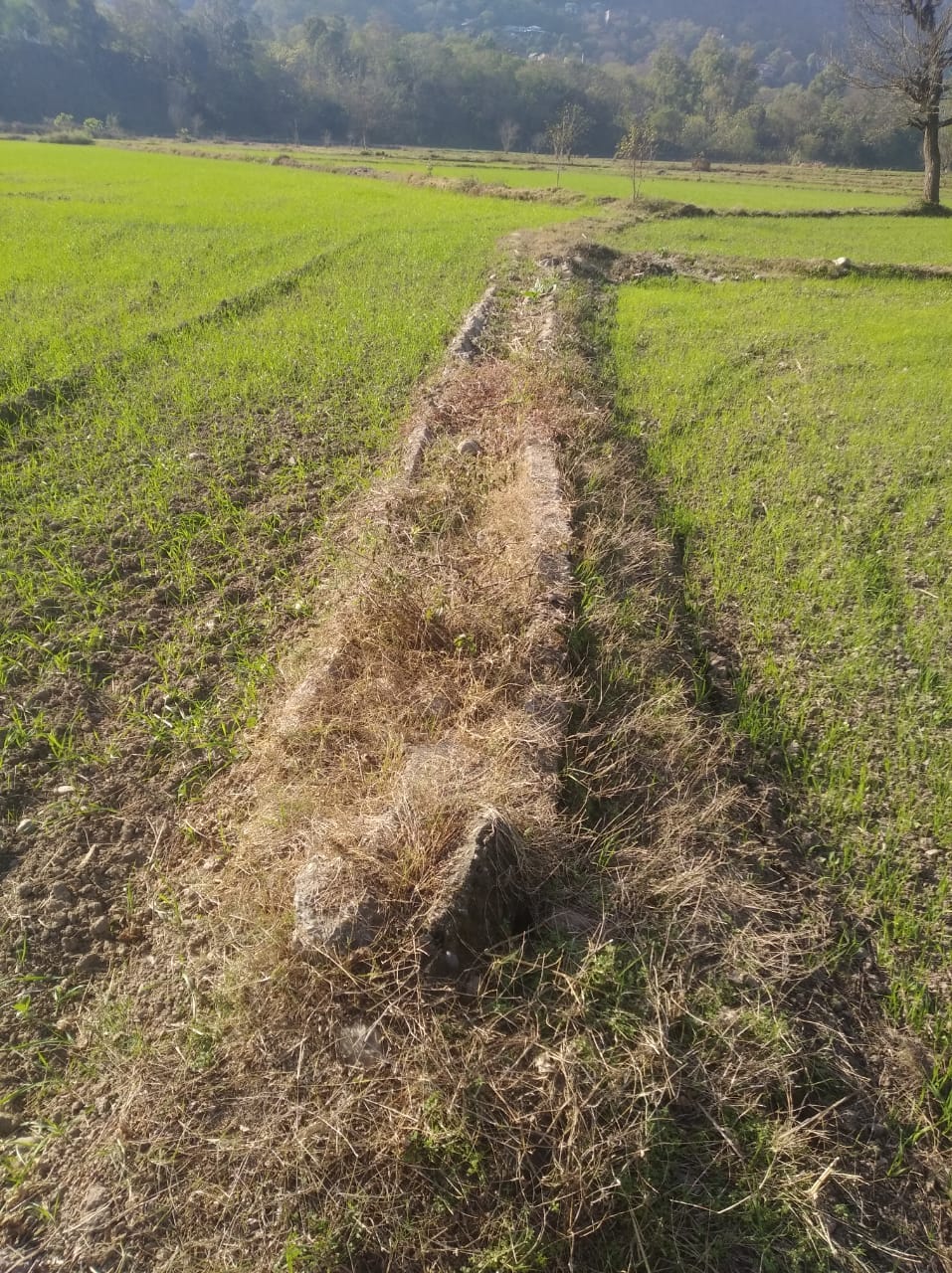 Bhagatpur's golden crop falls prey to illegal mining and neglect