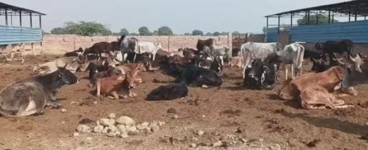 cow