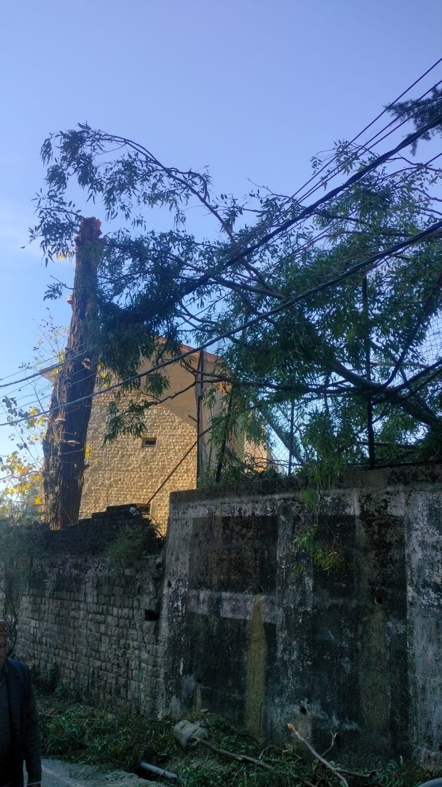Tree falls on power lines, accident averted