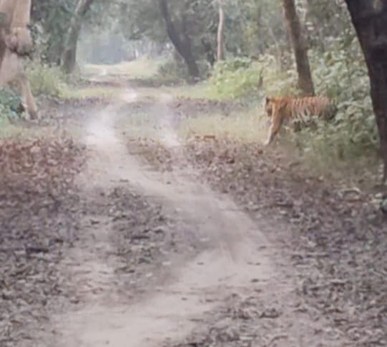 Tourists were thrilled to see a tiger in Katarniaghat, captured the picture on camera.