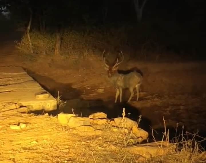 मड़ावरा के जंगलों में सड़क किनारे विचरण करता हुआ बाहरसिंघा