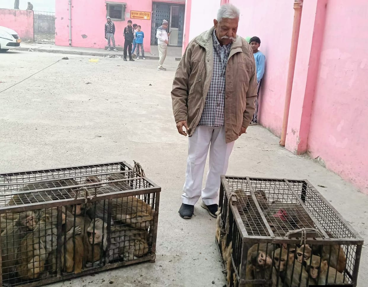 The municipality started a campaign to catch monkeys.