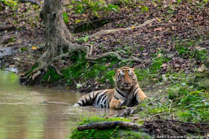 Umaria News: Free entry to Bandhavgarh volcano buffer zone for one week.