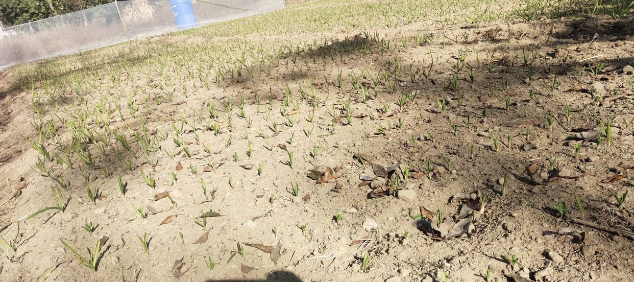 The effect of drought has caused the garlic and pea crops to turn yellow.