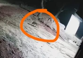 Hyena takes away puppy, video goes viral