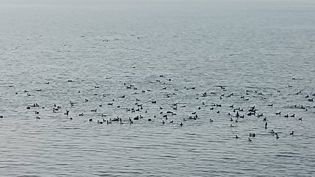 Hunters become active as soon as guest birds arrive, responsible people are unaware