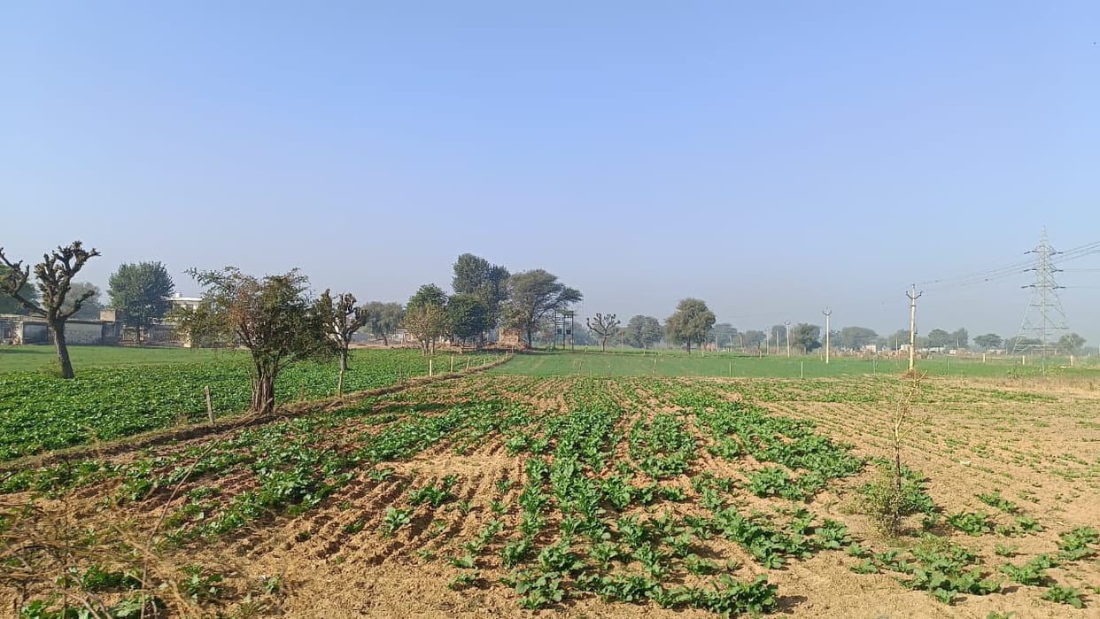 After two days of dense fog, the sun shone on Tuesday, the weather will remain stable for a week.