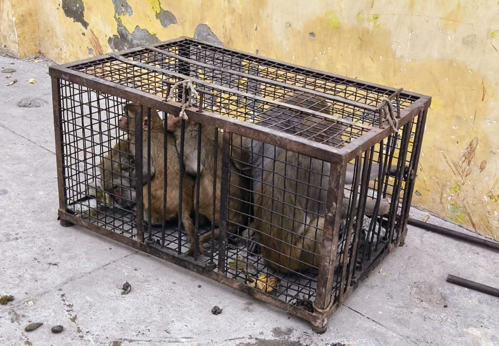 81 monkeys were caught on the second day