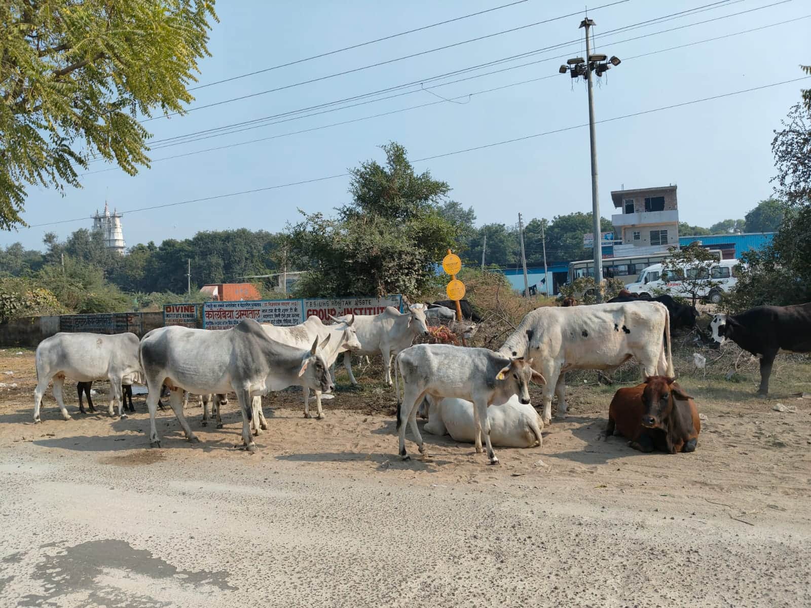 अनाज मंडी मार्ग के किनारे खड़े पशु। संवाद