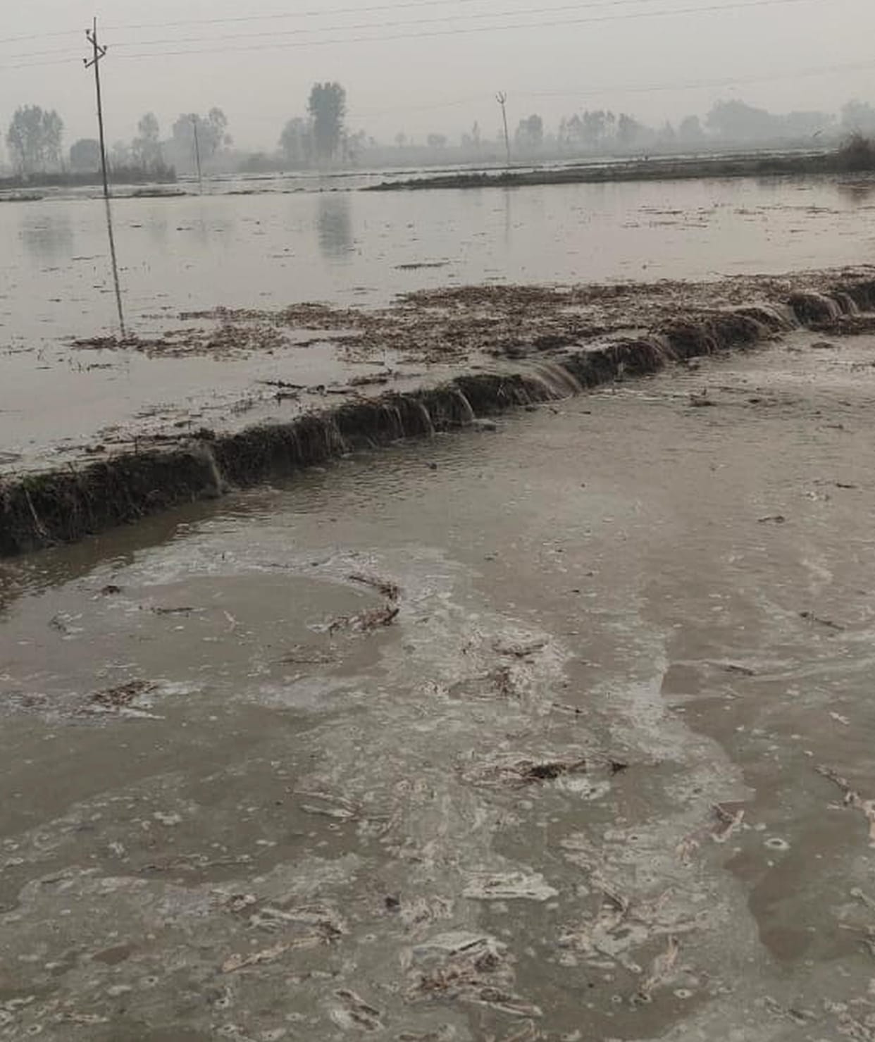 Wheat crop submerged due to cutting of Ramganga canal track