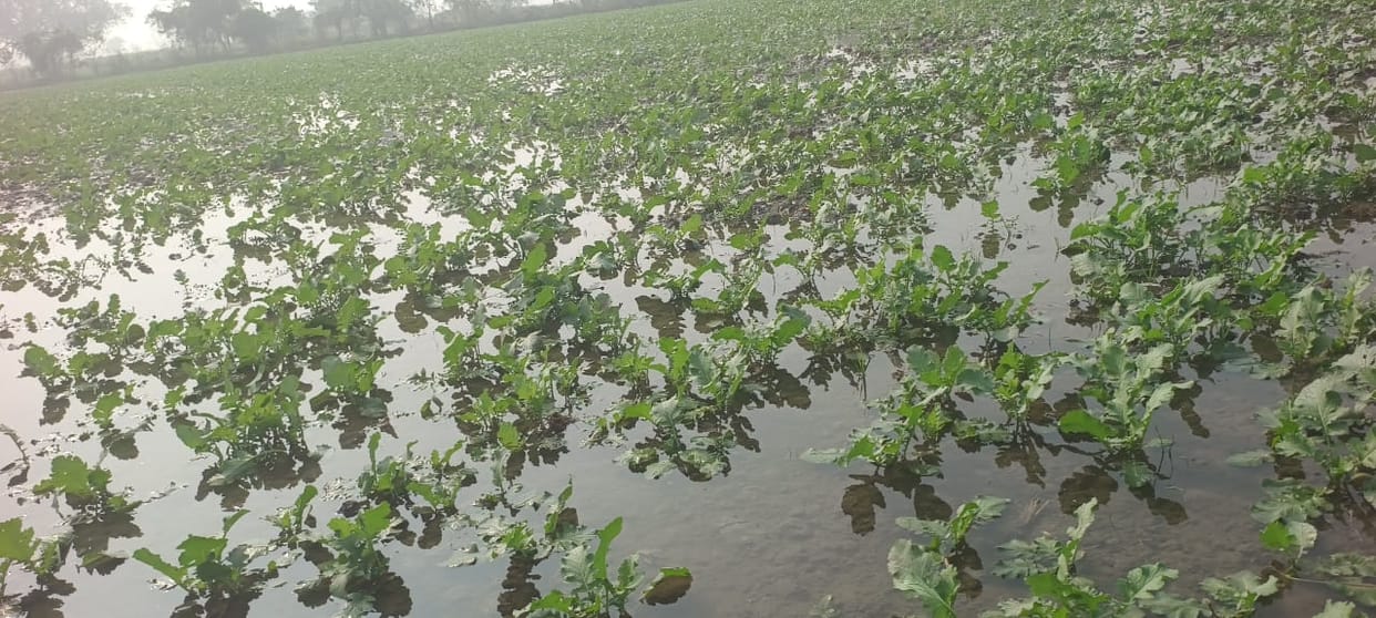 110 bigha crops submerged due to breach in Rejua village