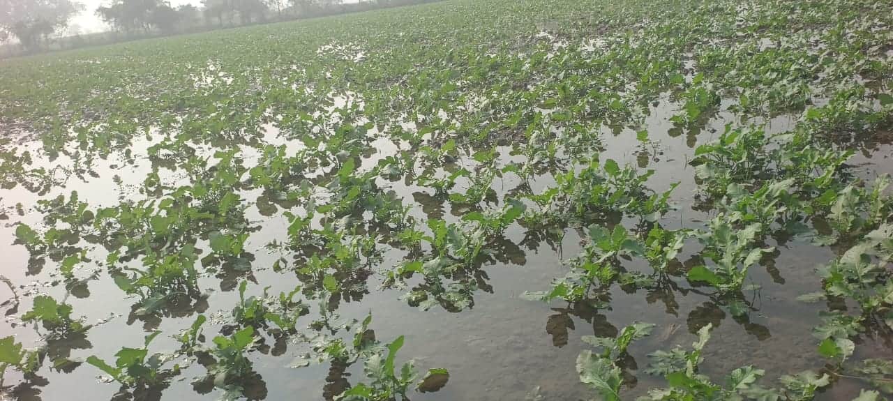 जलेसर क्षेत्र के नगला रेजुआ में सरसों के खेत में भरा पानी। संवाद