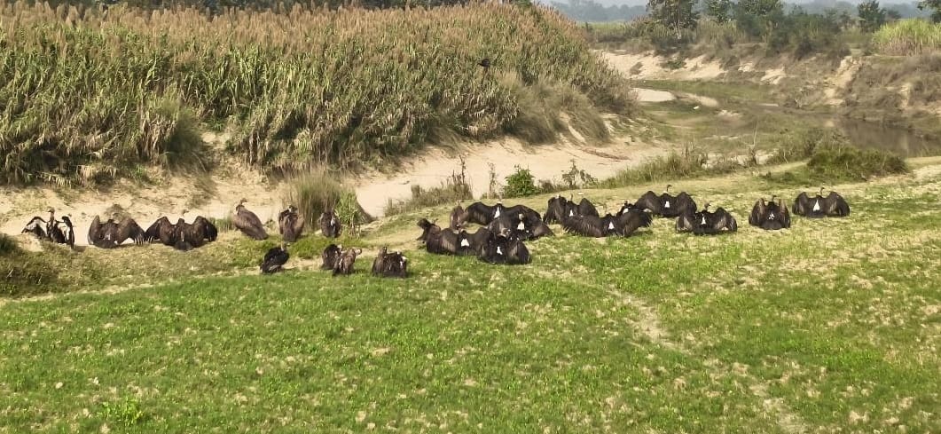 A flock of vultures was seen on the banks of the Chandan River in Bharwalia.