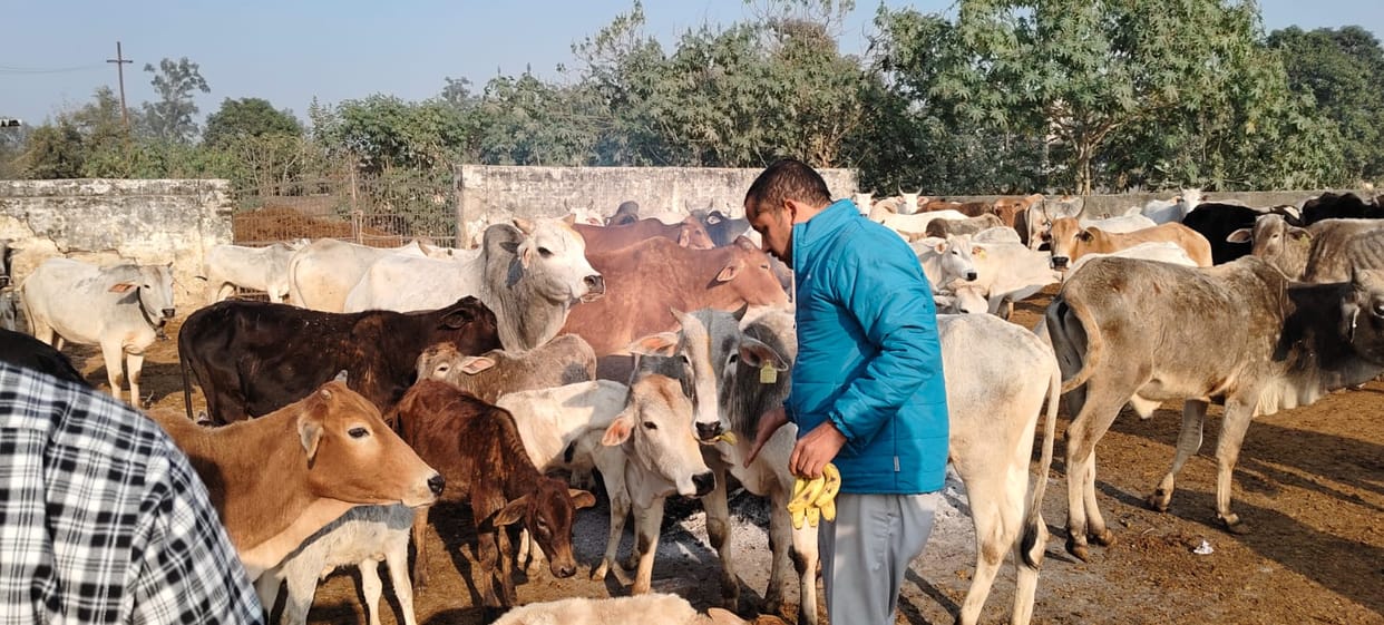 Siddharthnagar News: Executive Officer inspected the cowshed