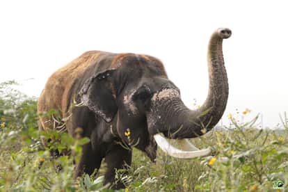 An angry elephant attacked in a car forcing the family to abandon the vehicle to save their lives