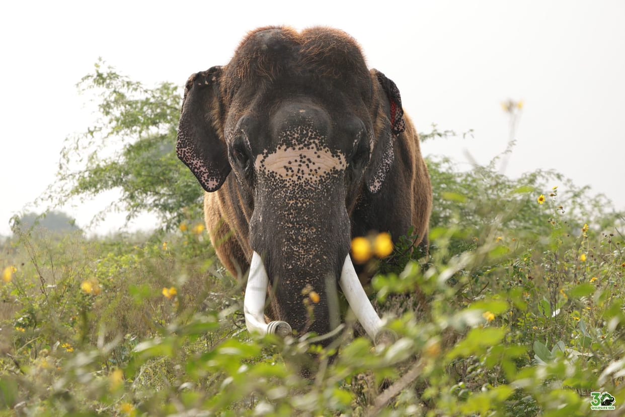 After spending 45 years in captivity, Suraj breathed fresh air