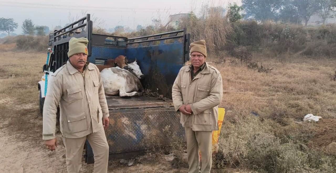 पिकअप से पशुओं को निकालते पुलिसकर्मी। संवाद